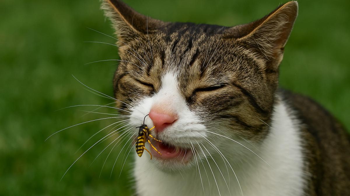 Укусы насекомых могут привести к серьезным последствиям.jpeg