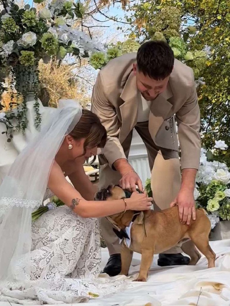 бульдог вынес кольца бельдог вынес кольца1.jpg