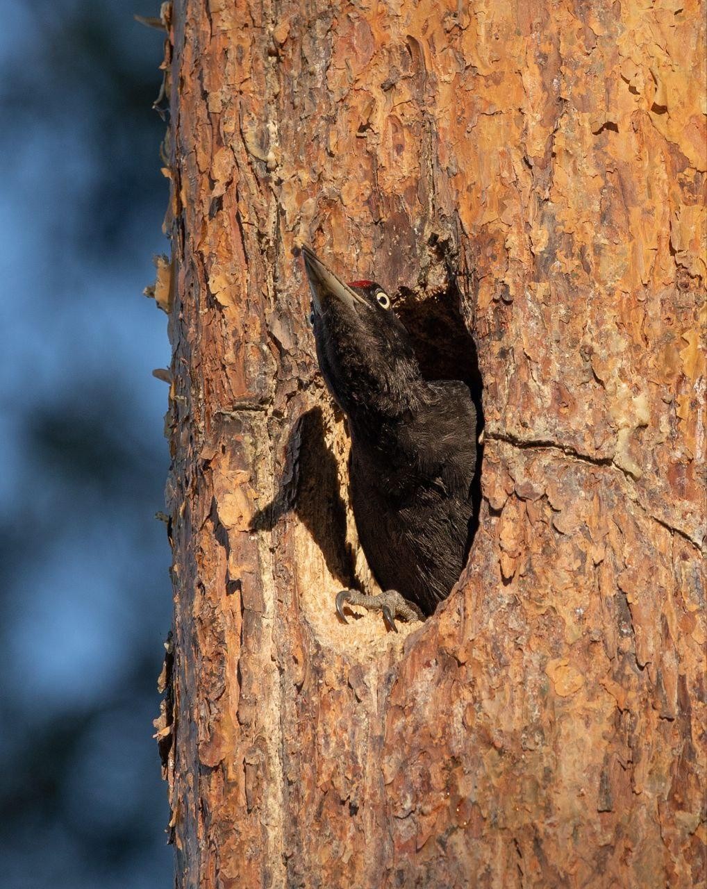 12-Черный дятел (желна).jpg