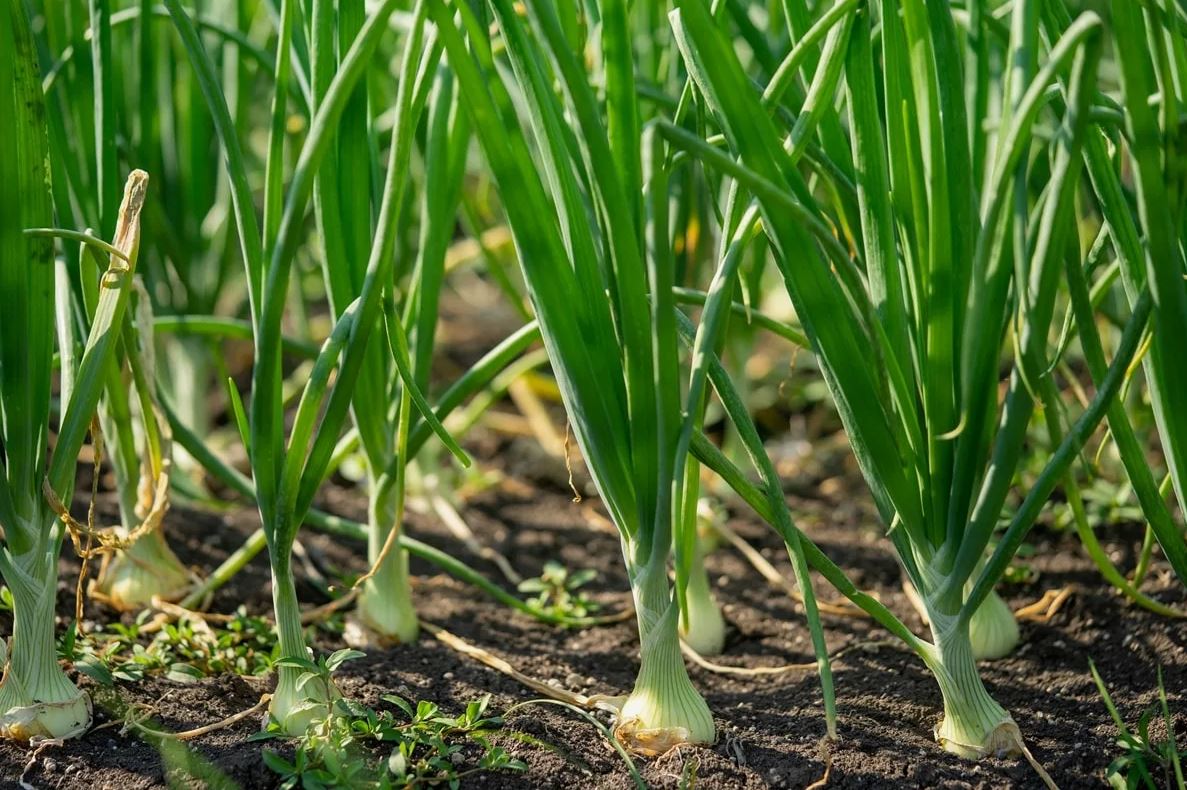 зеленый лук