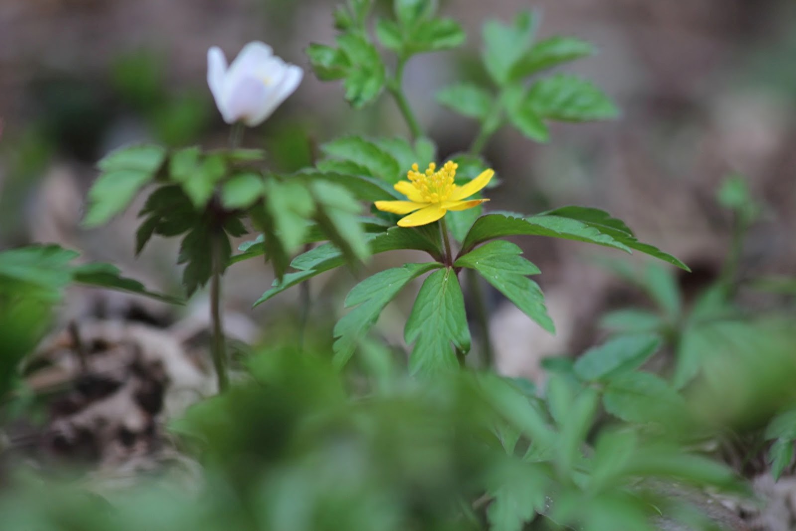 Ветреница лютичная.jpg