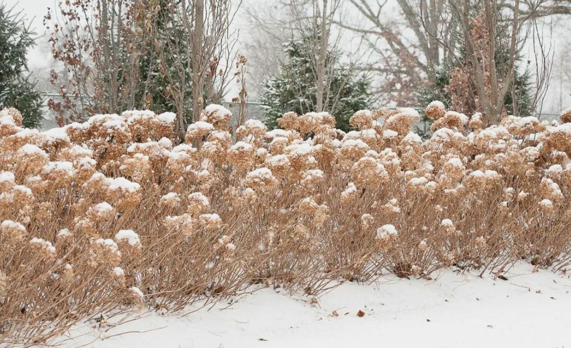 гортензии на даче сухие гортензии на даче сухие