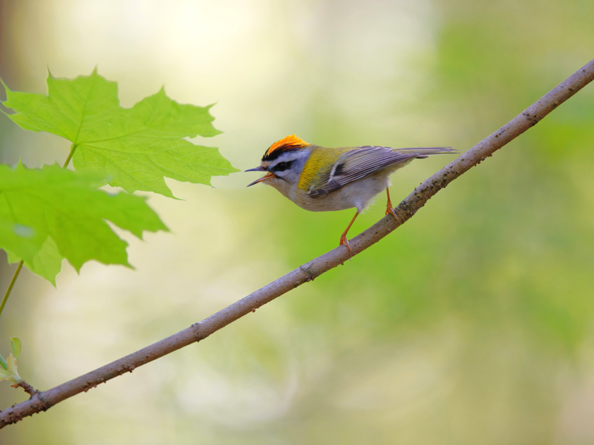 Красноголовый Королек (1).jpg