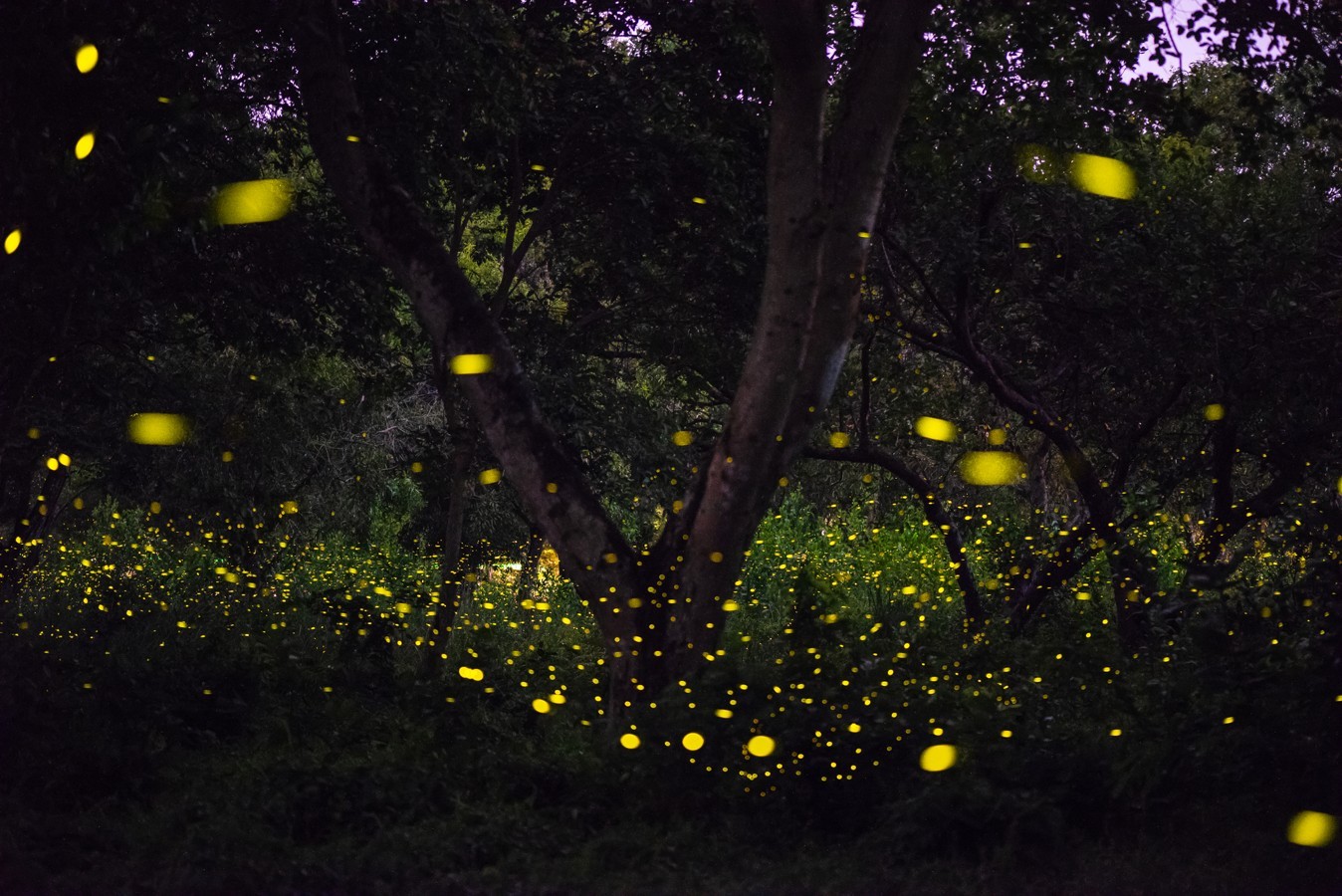 2-Парк светлячков в Куала-Селангор.jpg