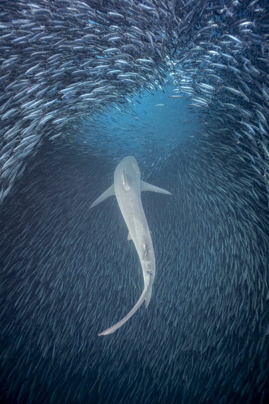 Shark Portal