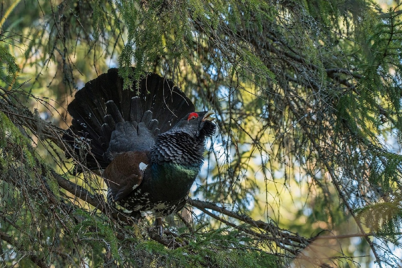 12-Глухарь питается хвоей.jpg