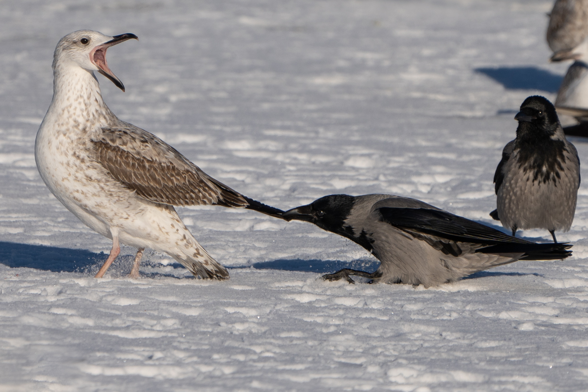 Хулиганы года