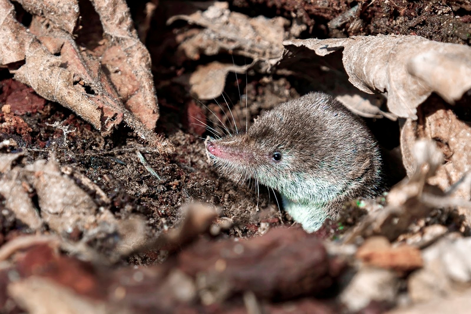 Малая бурозубка.jpg