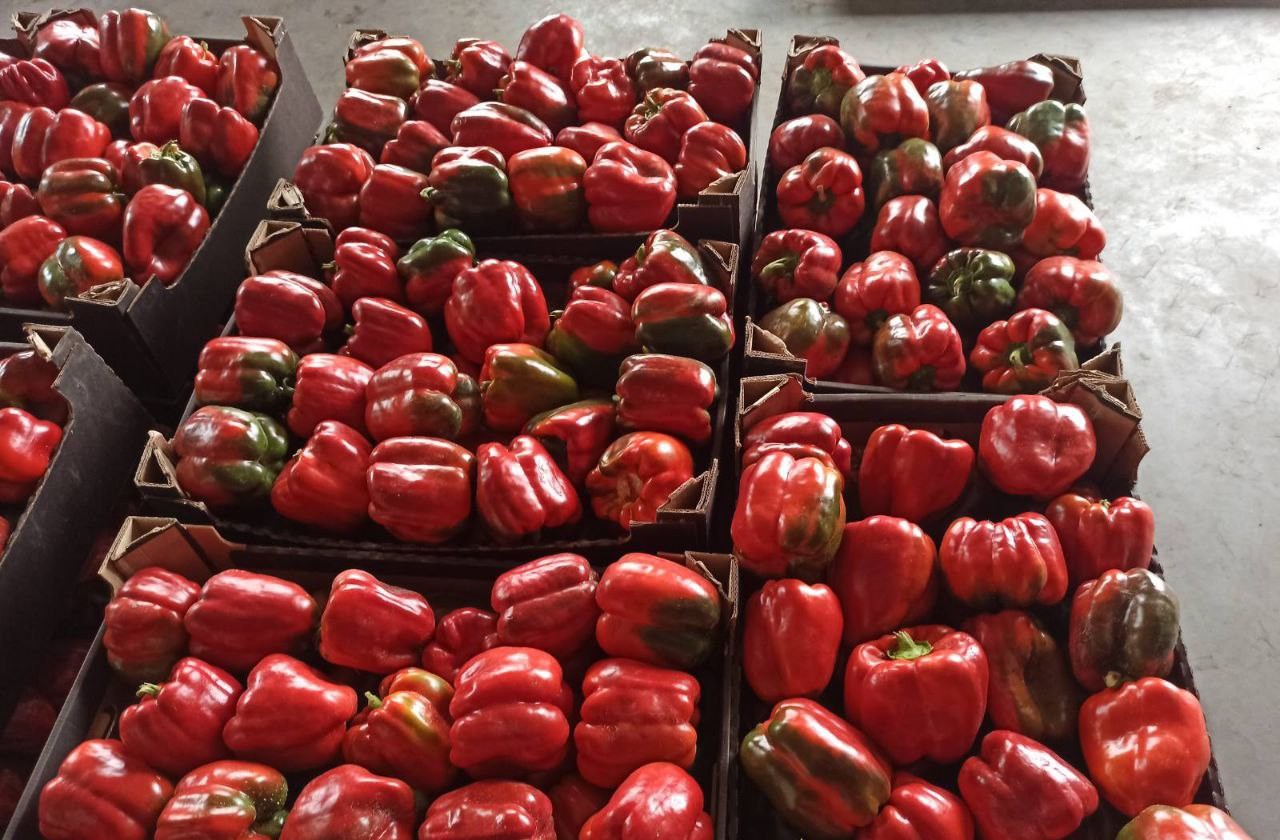 Перцы ШениОвощ