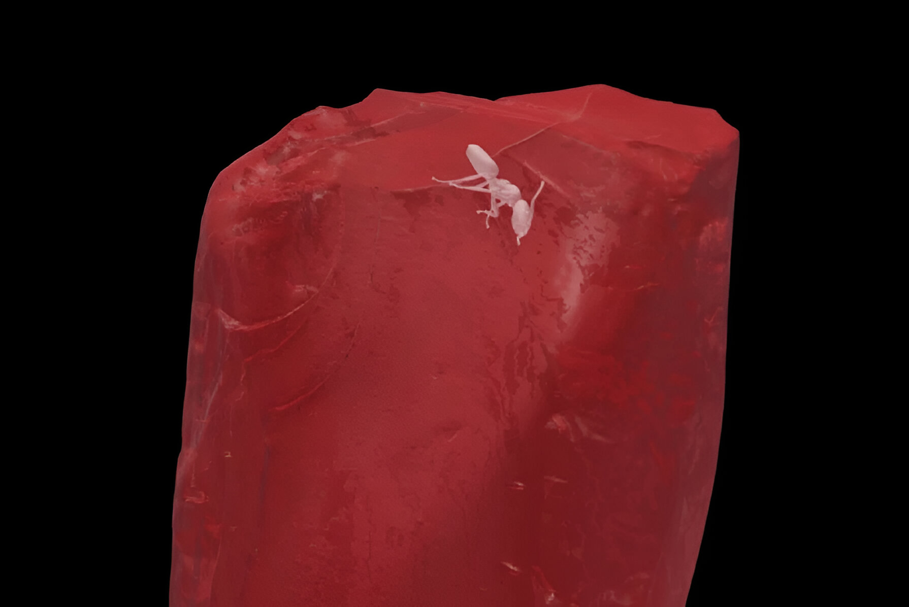 41598_2026_36004_Fig2_HTML (1).jpg