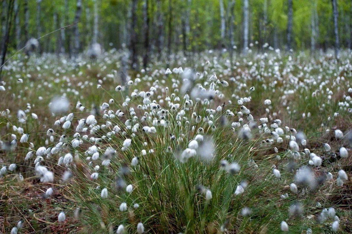 19-Пушица на болоте в мае.jpg