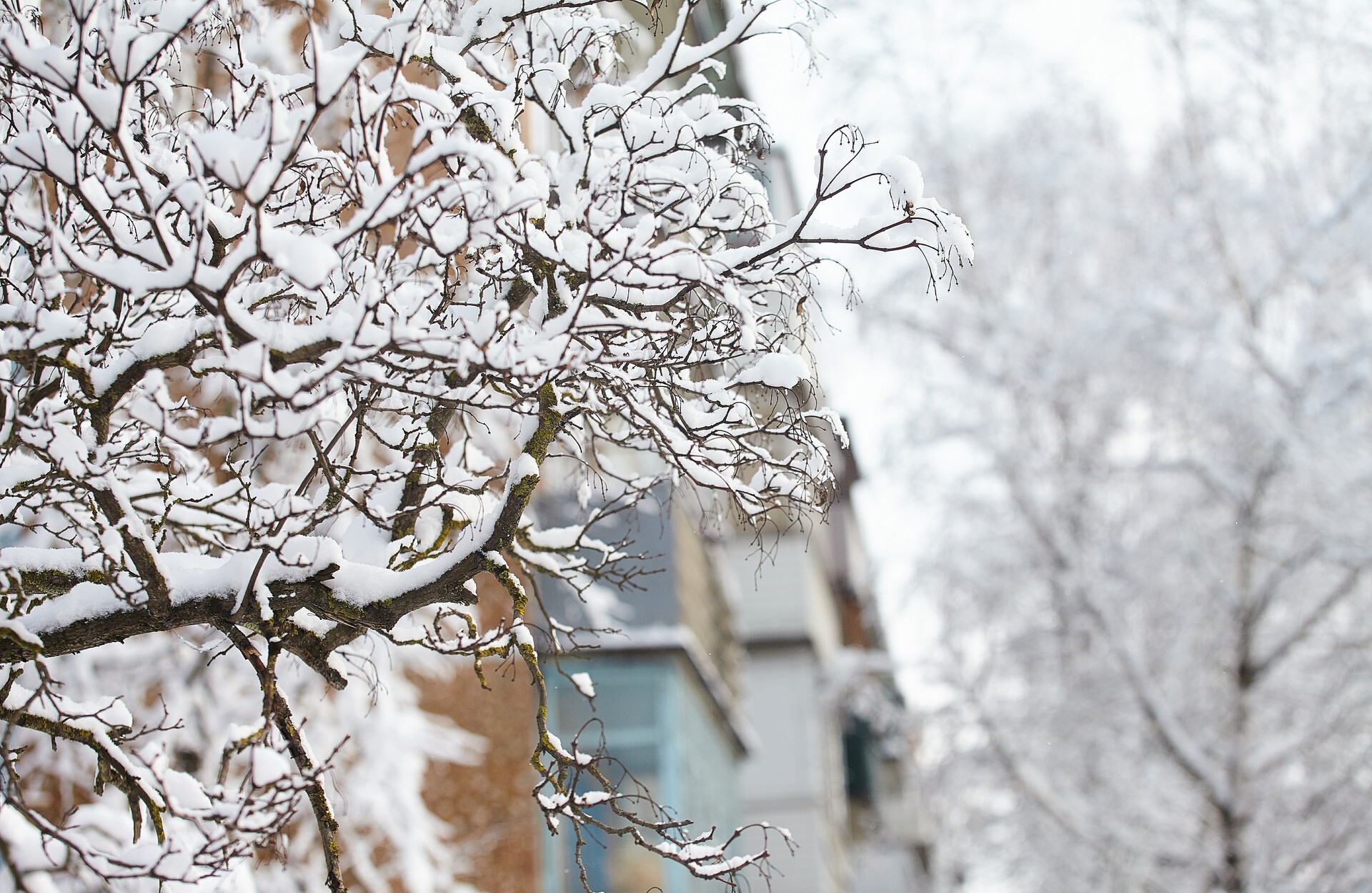 Снег на деревьях