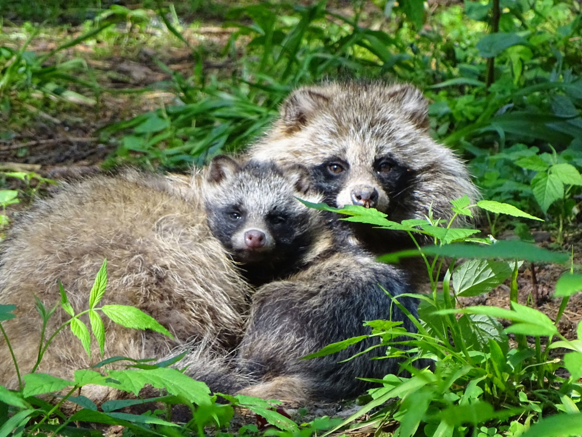 Енотовидные собаки 