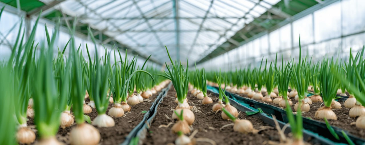 репчатый лук