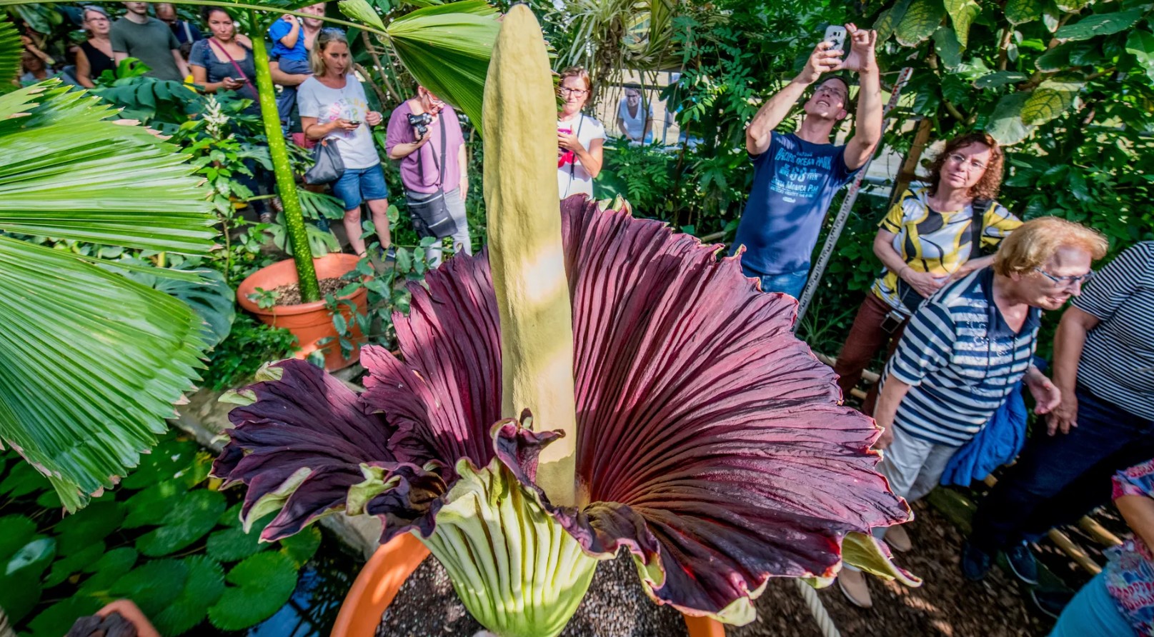 ботанический сад в Германии ботанический сад в Германии