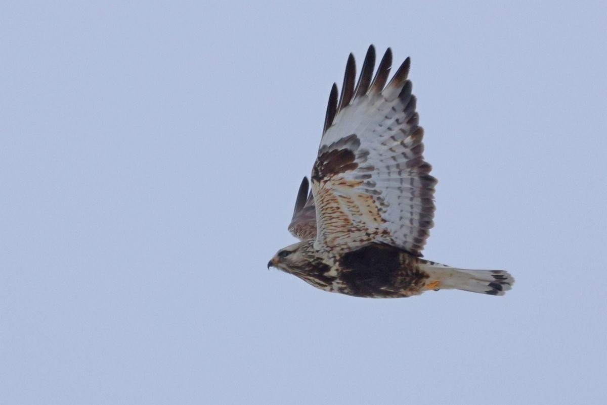 4-Мохноногий канюк в полете.jpg