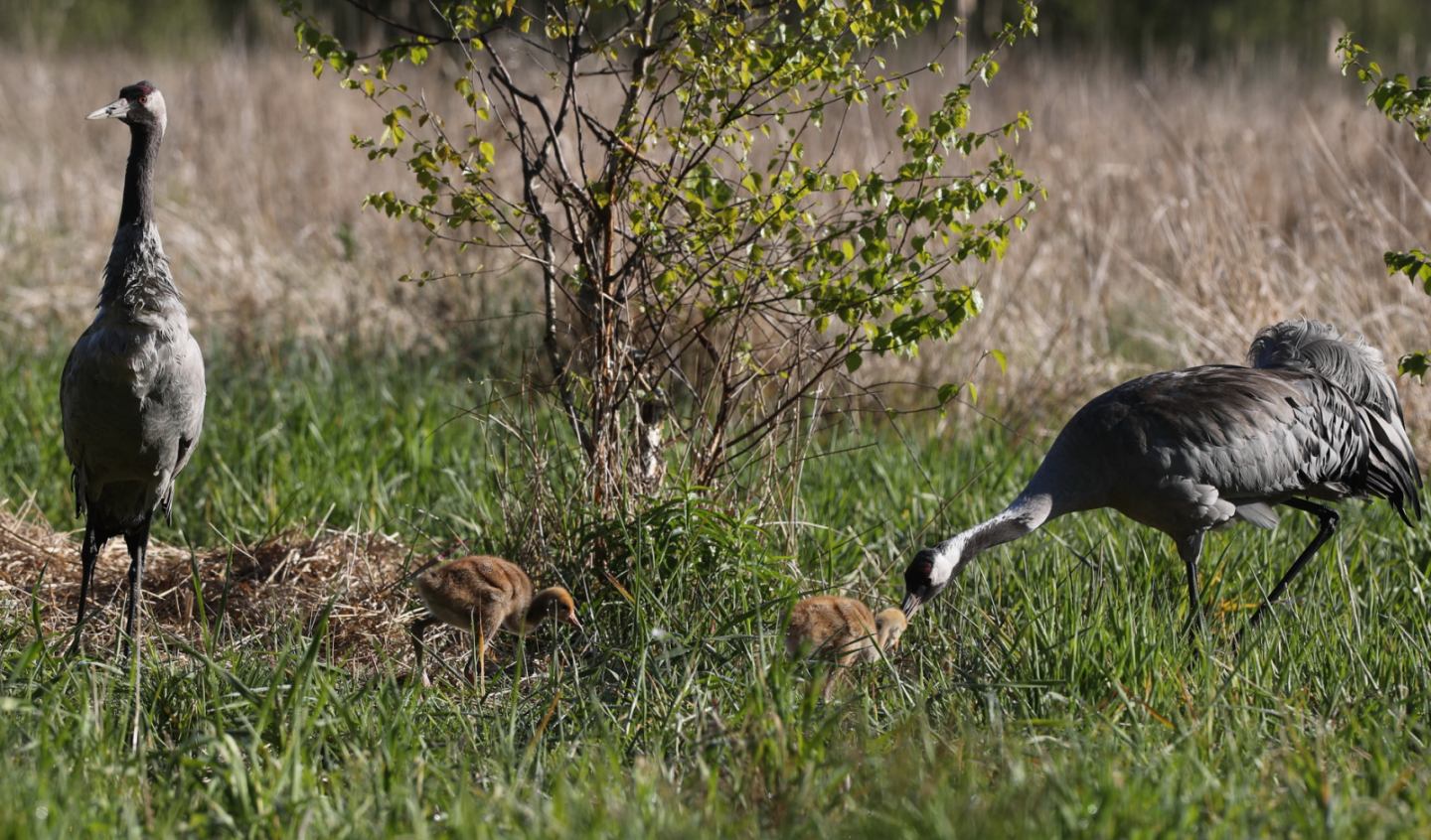 Журавли Козловский.jpg