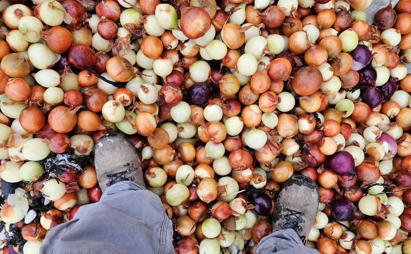 onions-on-beach.jpg
