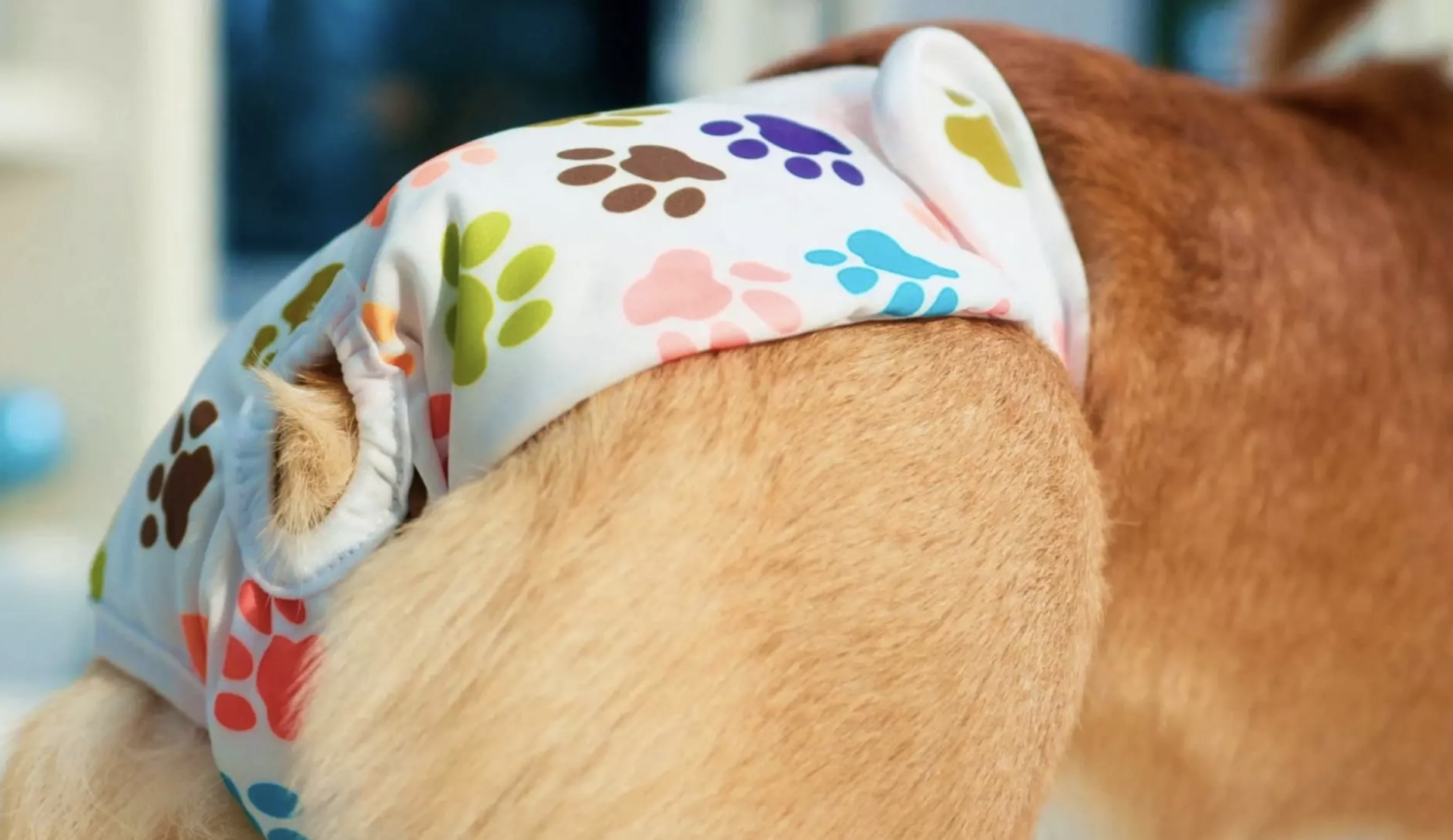 Собака в подгузнике