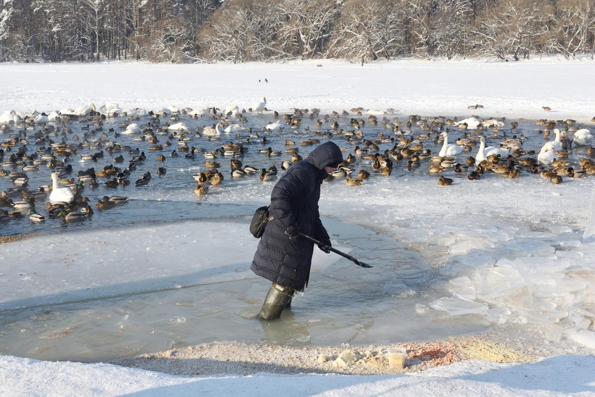 20-Анатолий Андреев помогает лебедям на Минском море.jpg