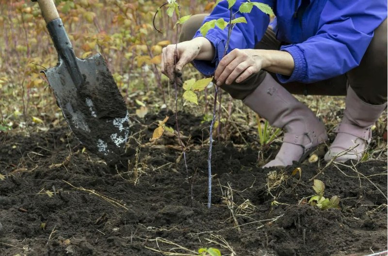 саженцы с лопатой