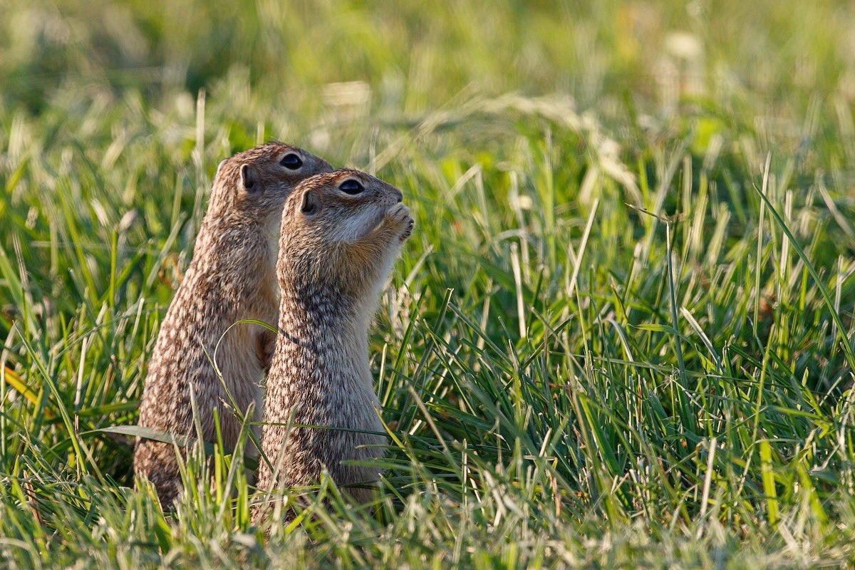 Крапчатый суслик 9.jpg