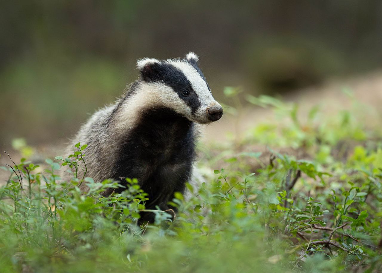 12-Барсук фото Владимира Пакалевича.jpg