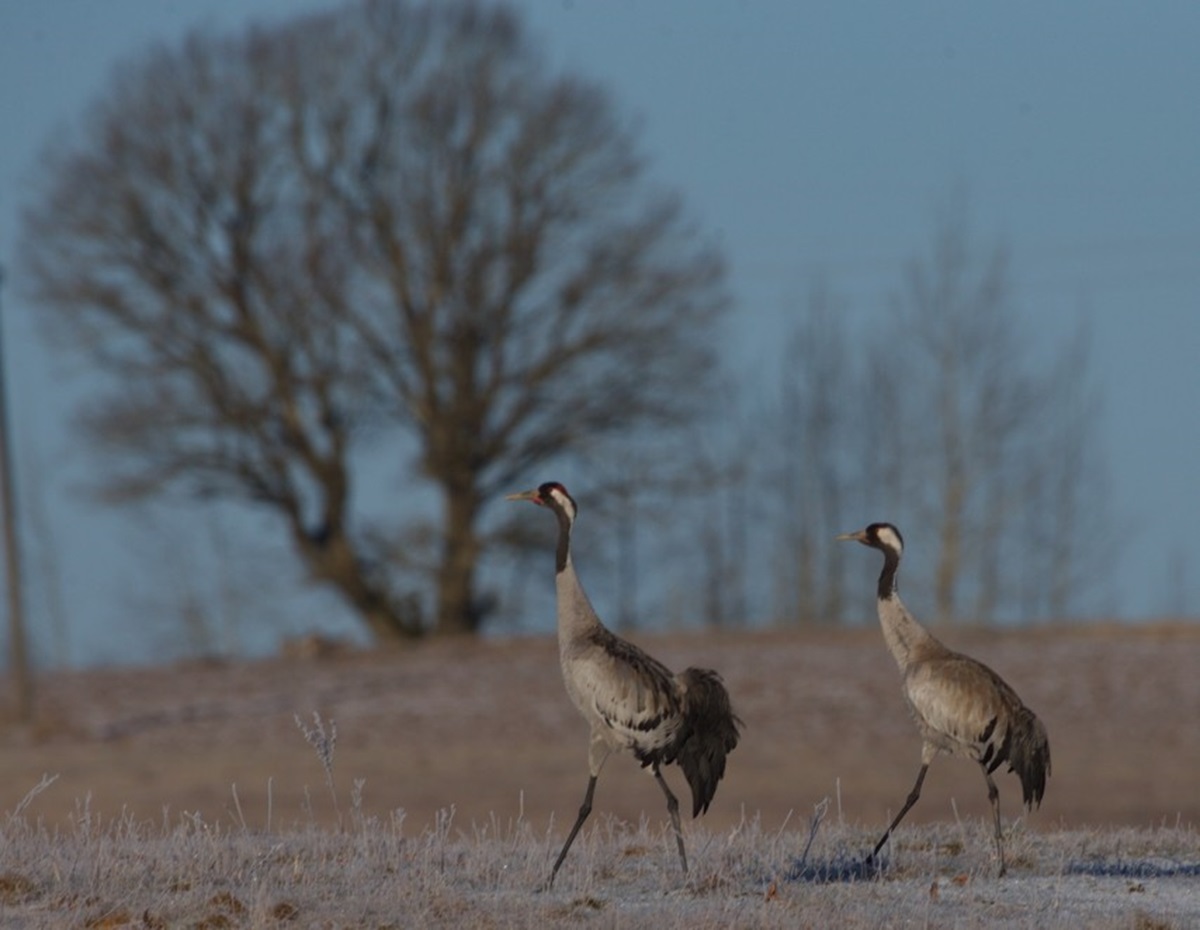 Журавли пара Козловский
