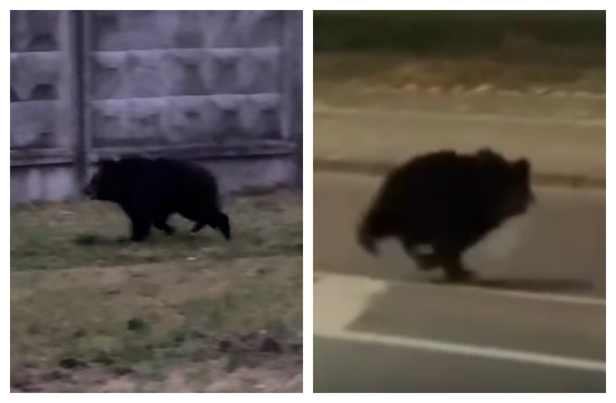 медвежонок в Витебске