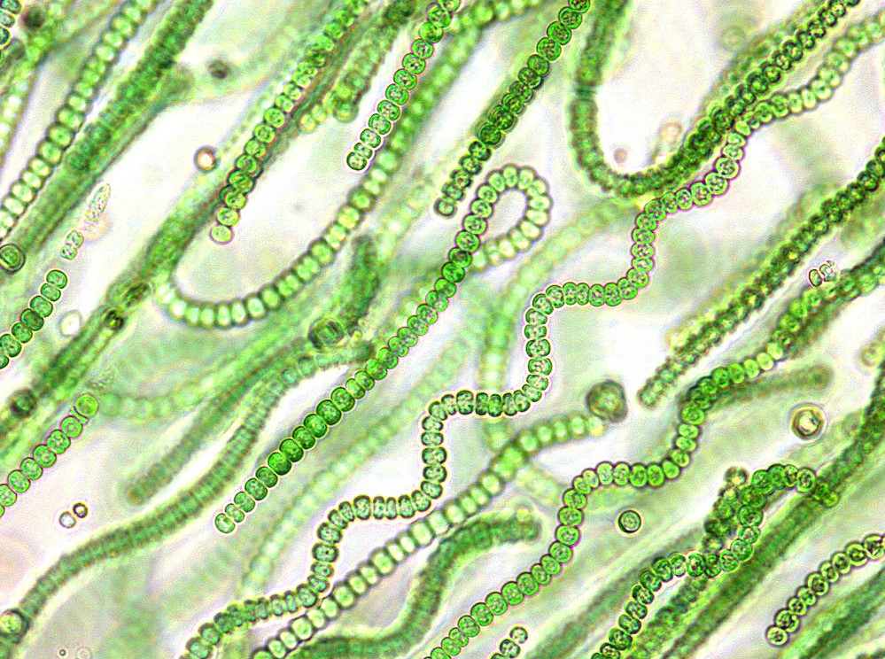 Цианобактерии