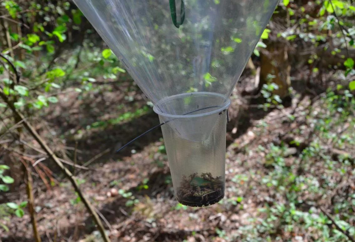 ловушка для насекомых