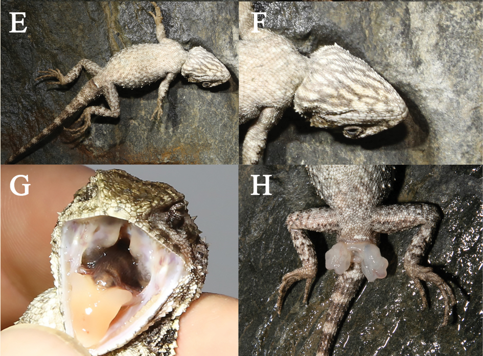 ящерица с золотым языком ящерица с золотым языком