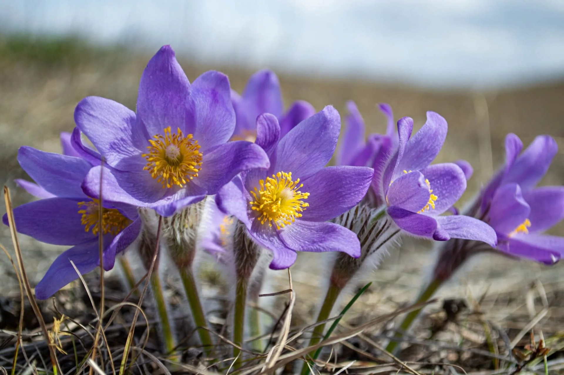 Прострел луговой
