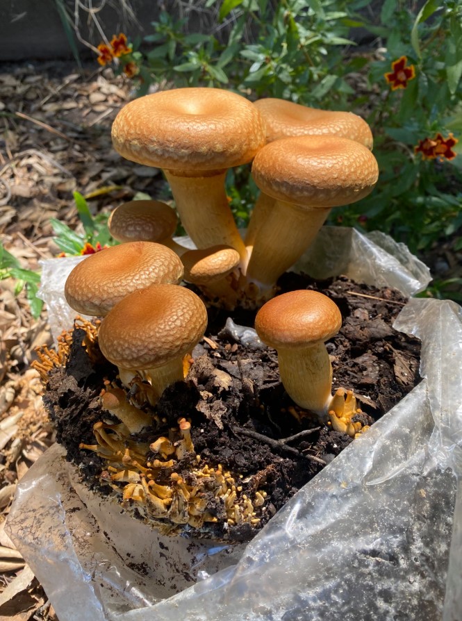 Грибы для лодки