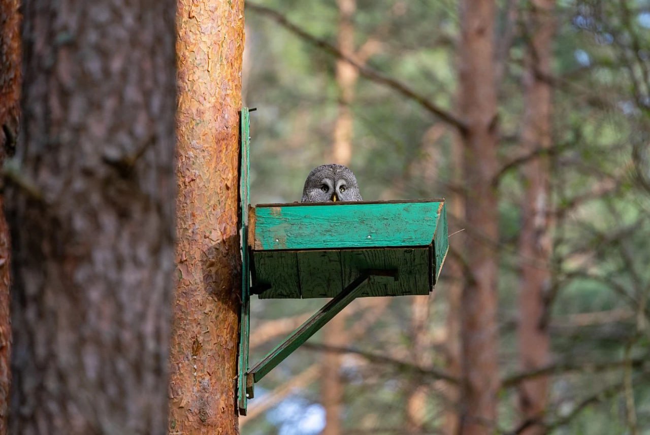 гнездовье для неясыти.jpg