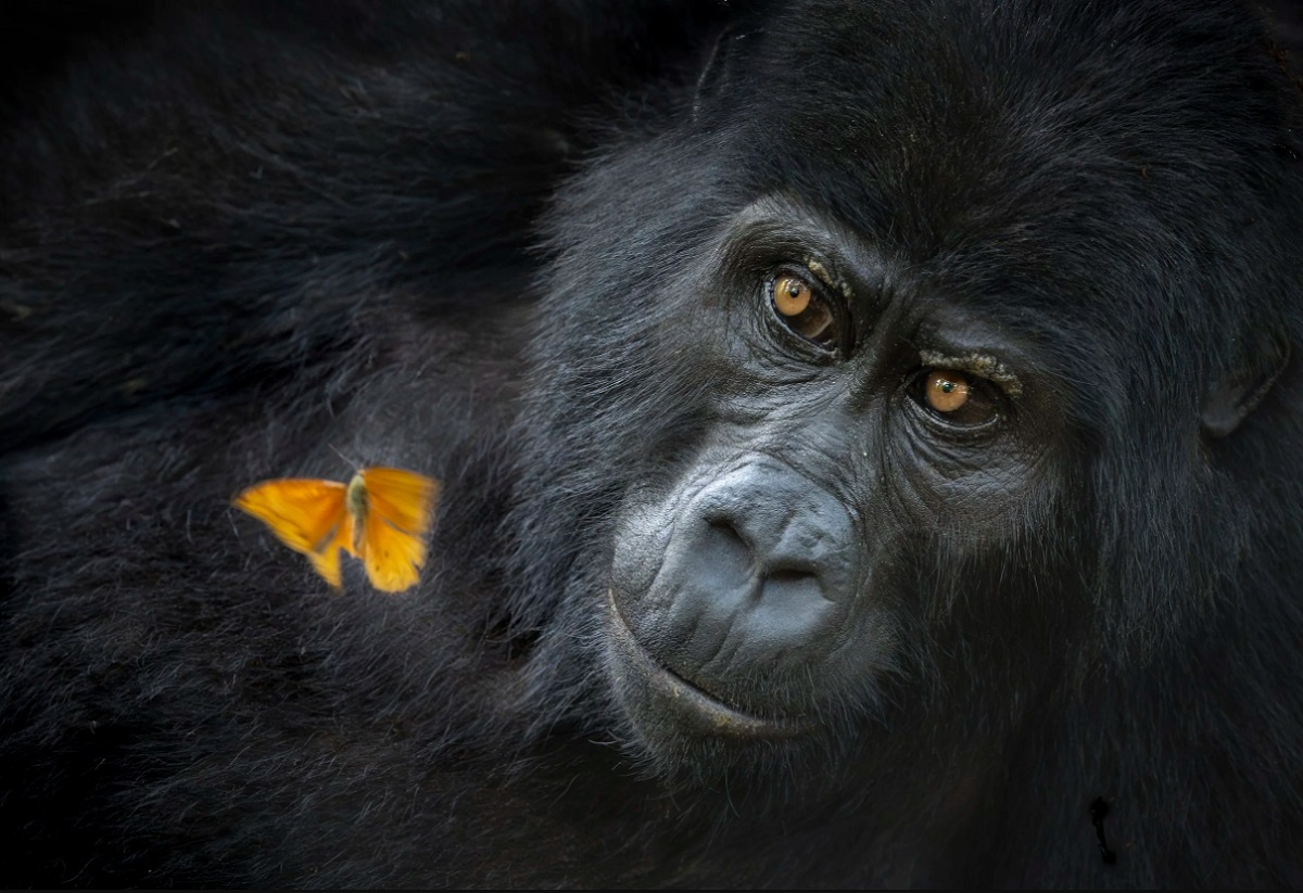 Мери Шрейдер, Портреты животных