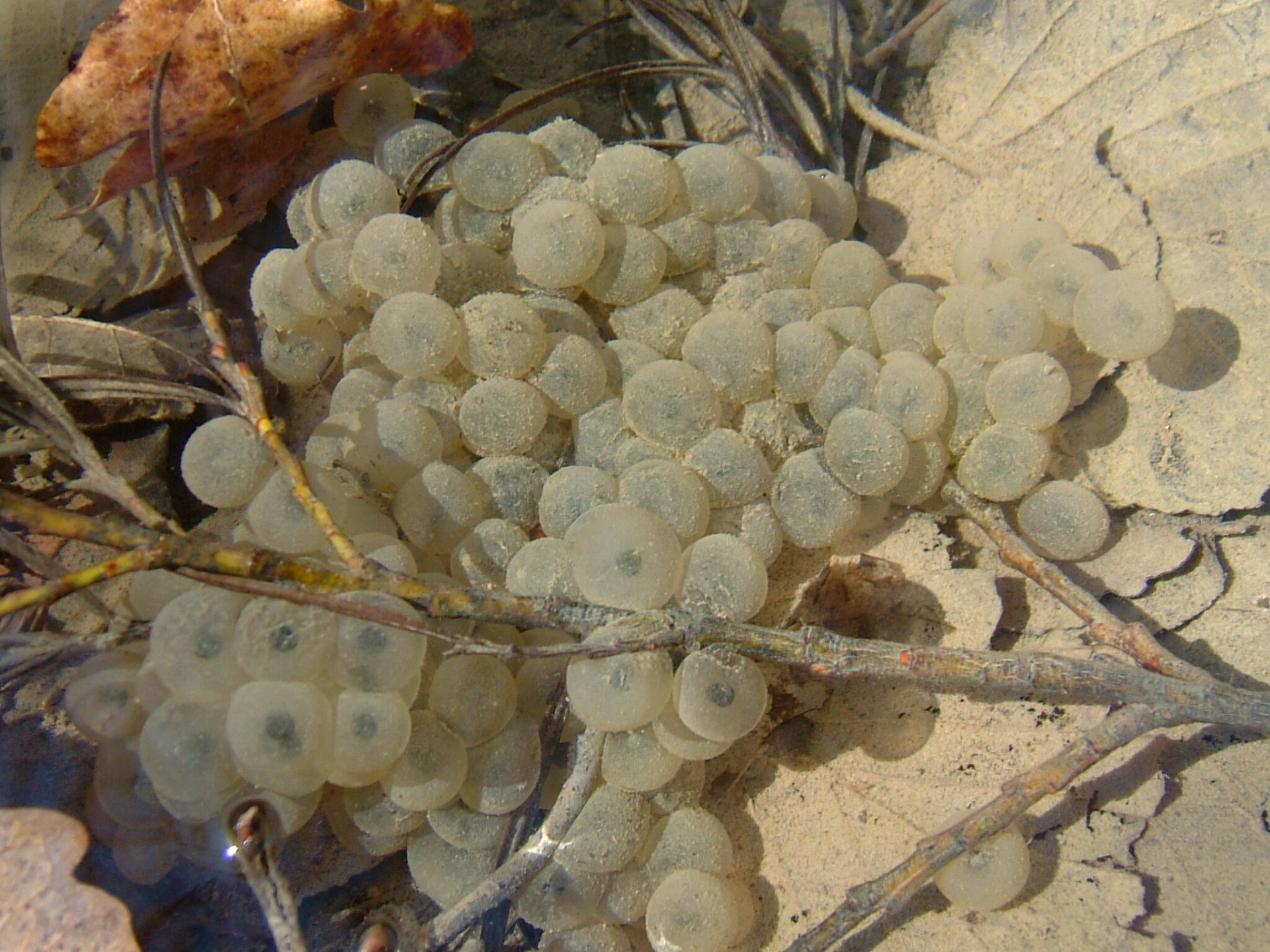 Икра травяной лягушки