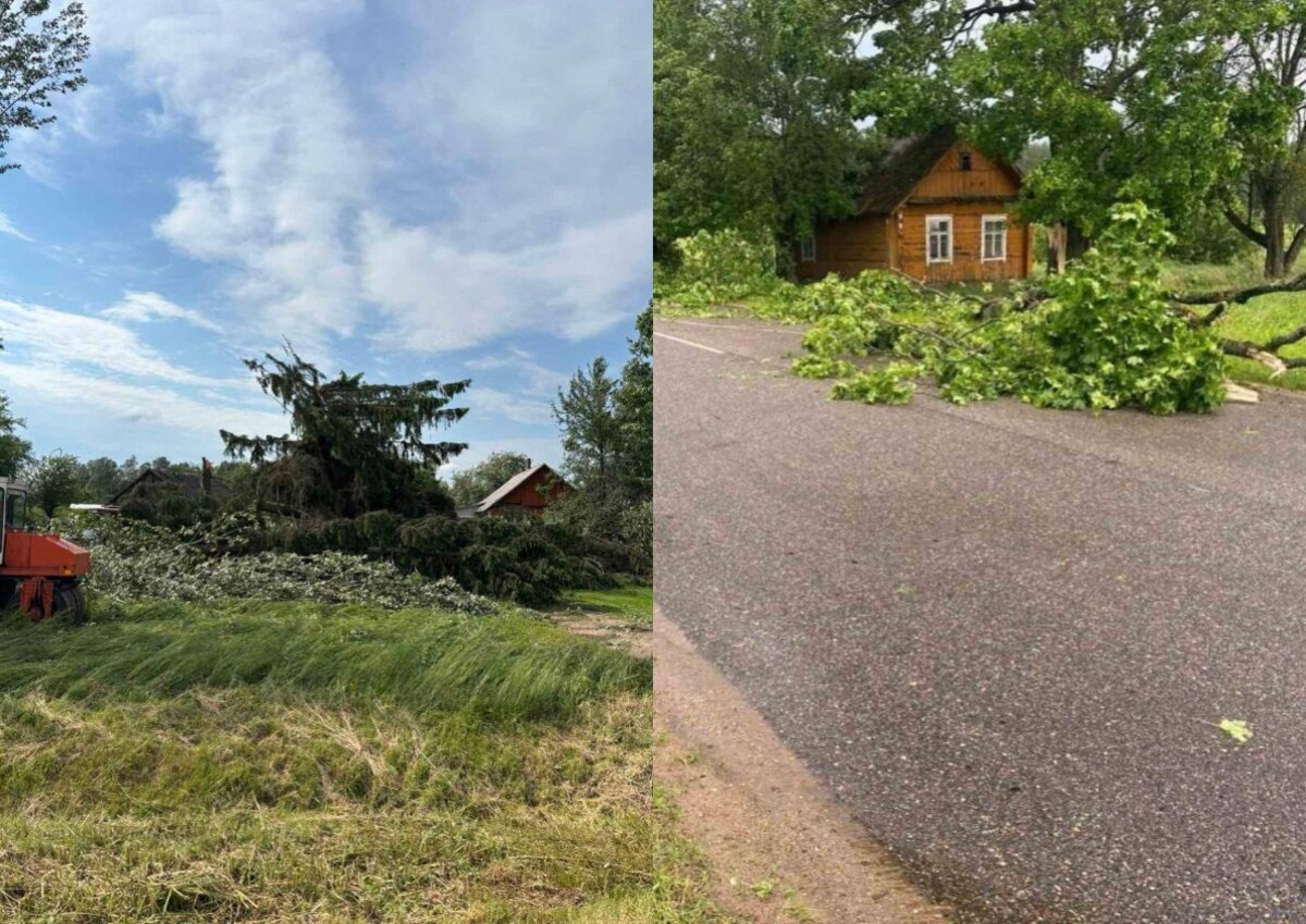 поваленные деревья в Гродненской области