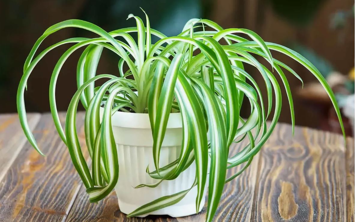 хлорофитум