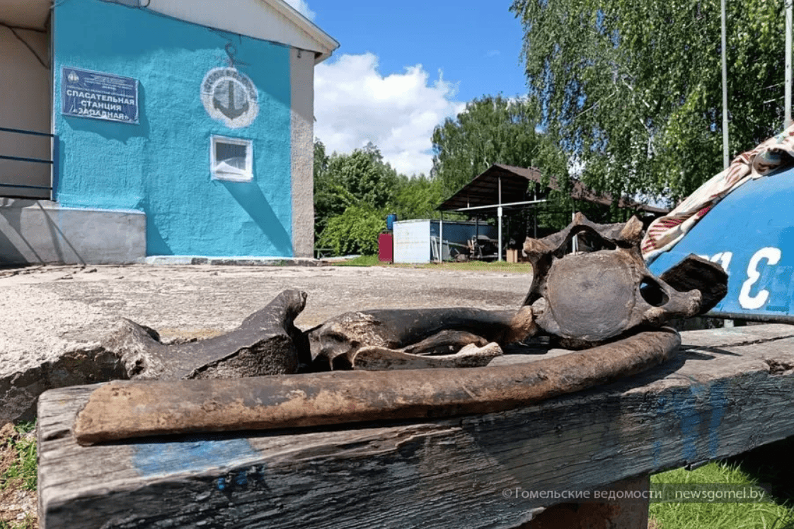 кости кости