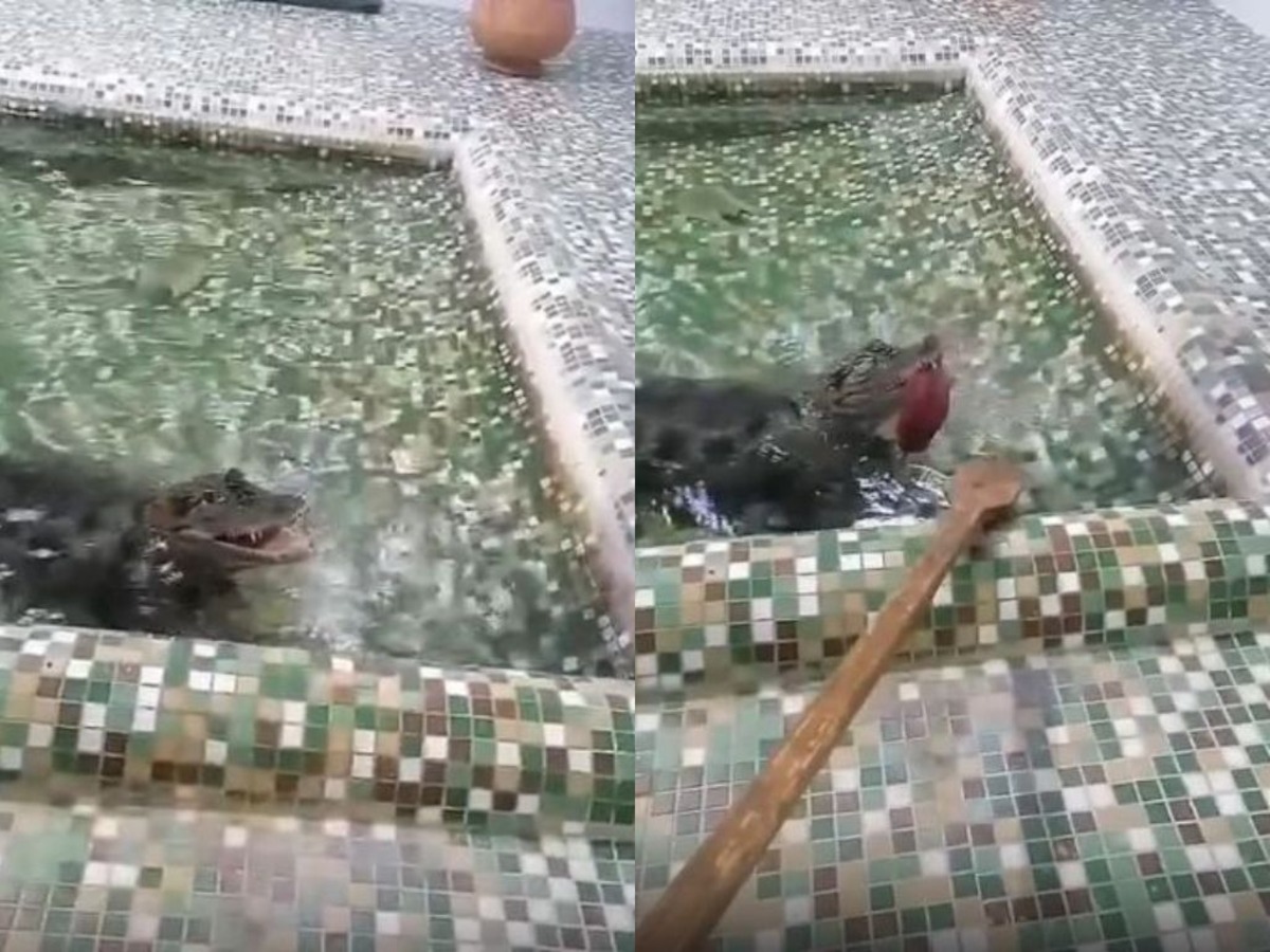 ложечка для каймана в Гродненском зоопарке