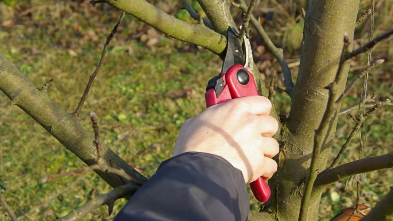 обрезка деревьев