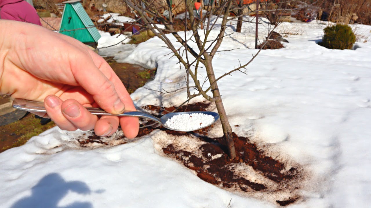 подкормка сада