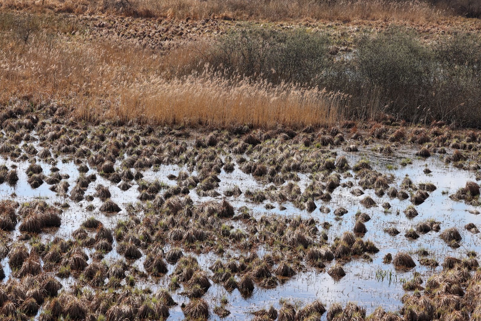 31-Паводок на Березине.jpg