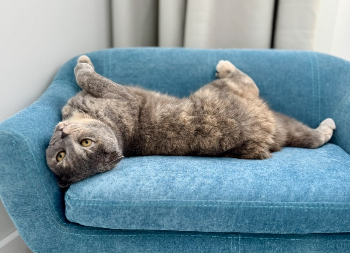 Шотландская кошка