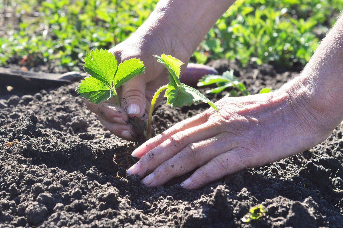 клубника клубника2.jpg