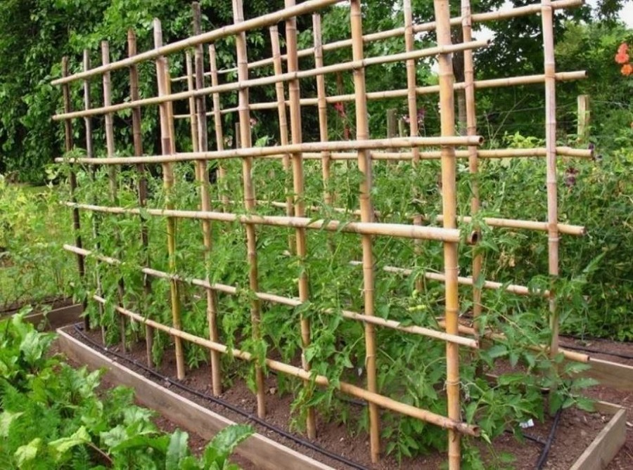 шпалеры на даче.jpg