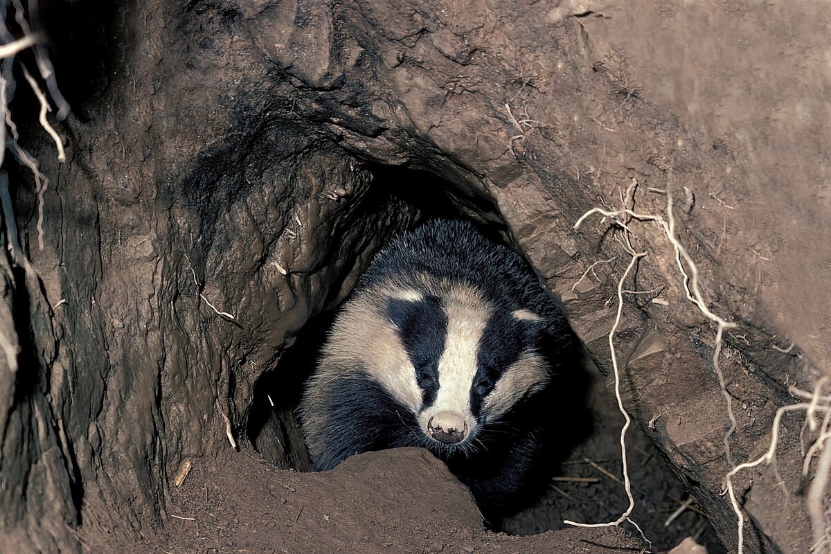Барсук в норе