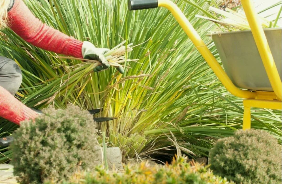 многолетник на даче