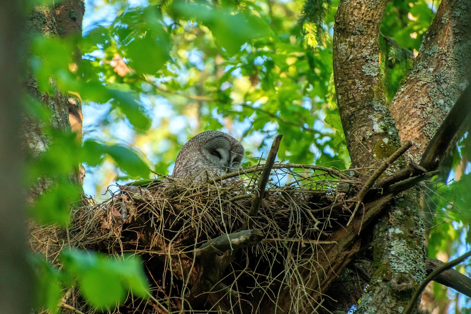 5-Самка бородатой неясыти отдыхает в гнезде.jpg